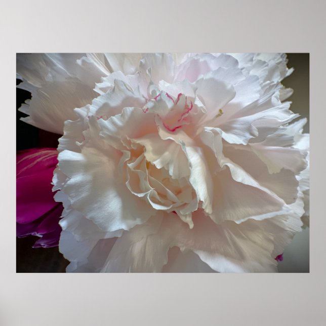 Peony, Poster (Vorne)