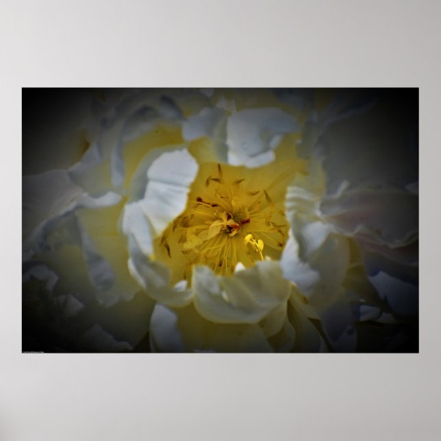 Peony, Poster (Vorne)