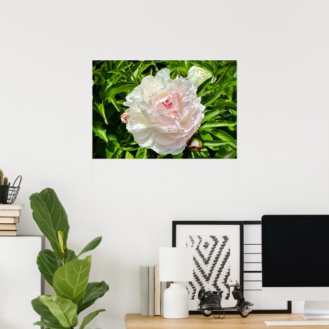 Peony, Poster (Heimbüro)