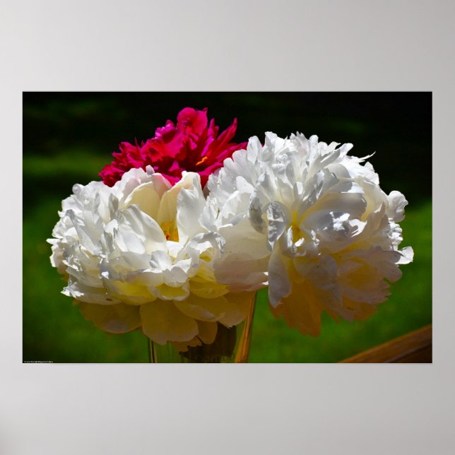 Peony, Poster (Vorne)