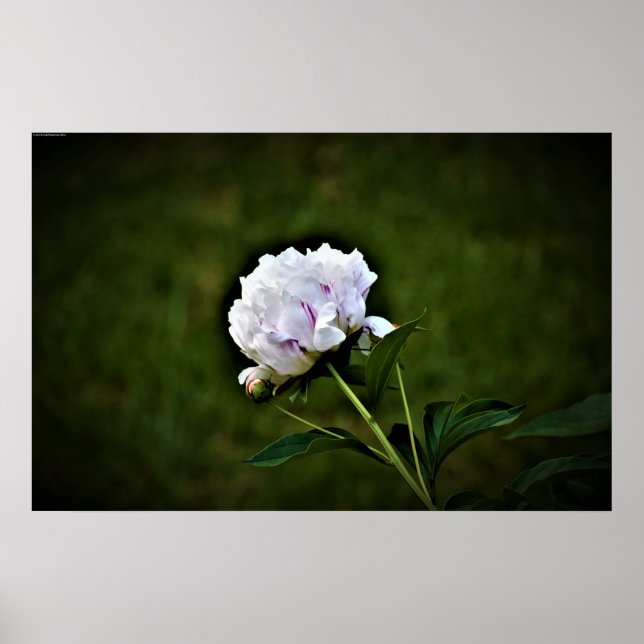 Peony, Poster (Vorne)