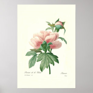 Peony Poster
