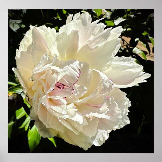 Peony, Poster (Vorne)