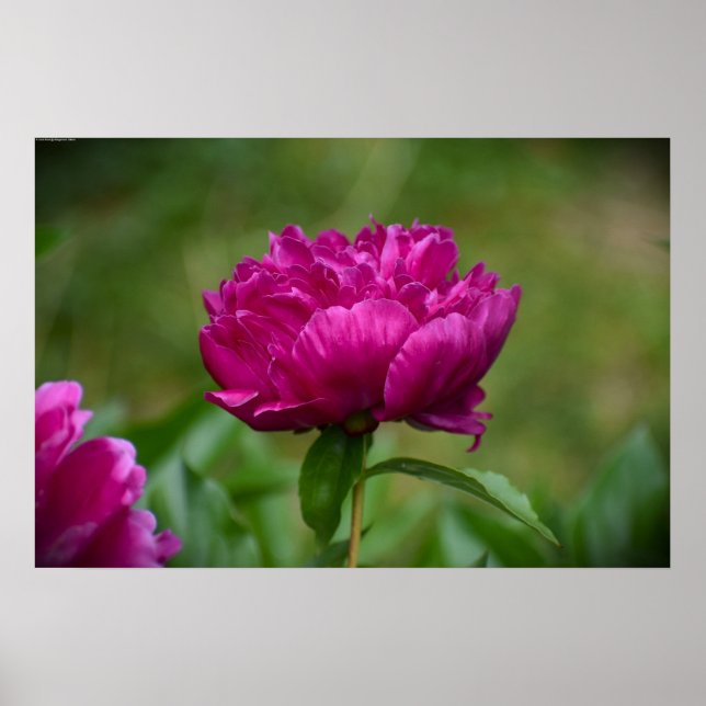 Peony, Poster (Vorne)