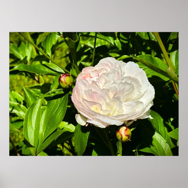 Peony, Poster (Vorne)