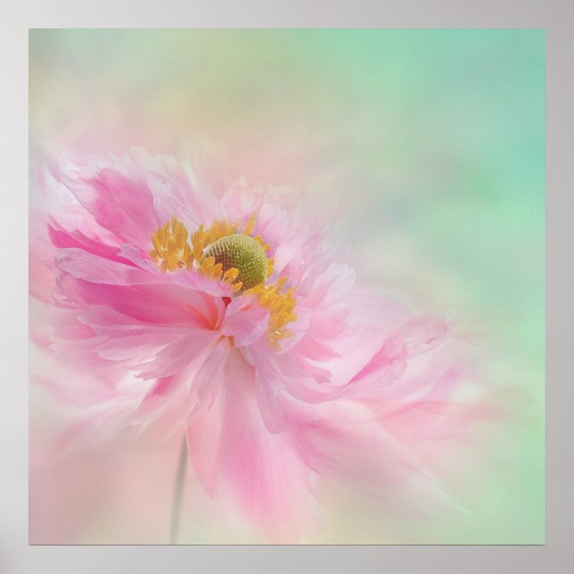 Peony Poster (Vorne)