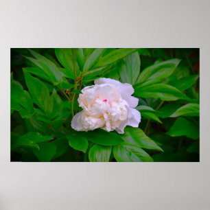 Peony, Poster