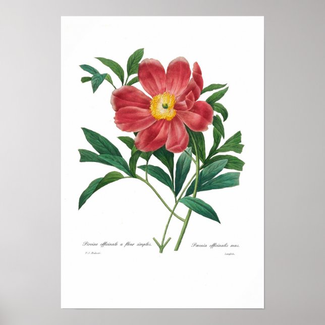 Peony Poster (Vorne)