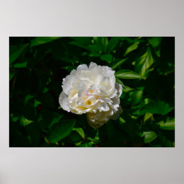 Peony, Poster