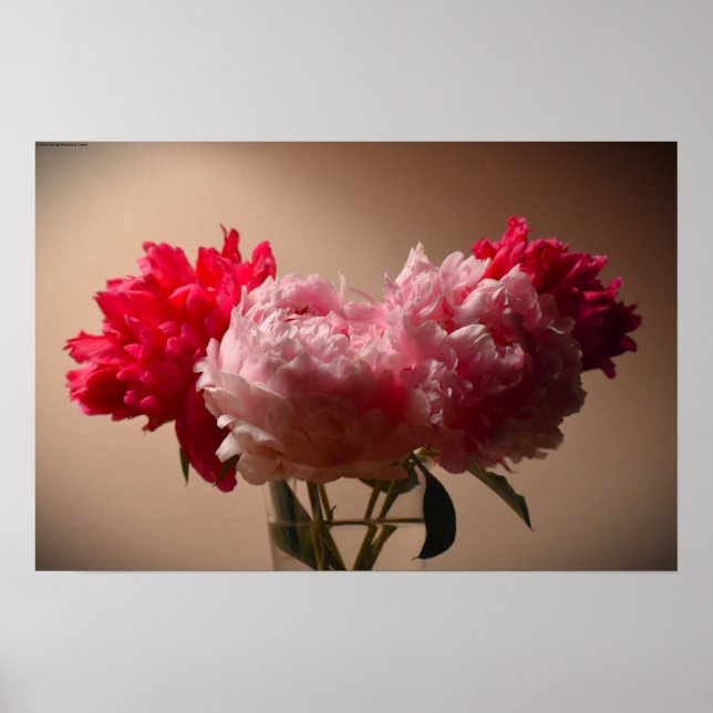 Peony, Poster (Vorne)