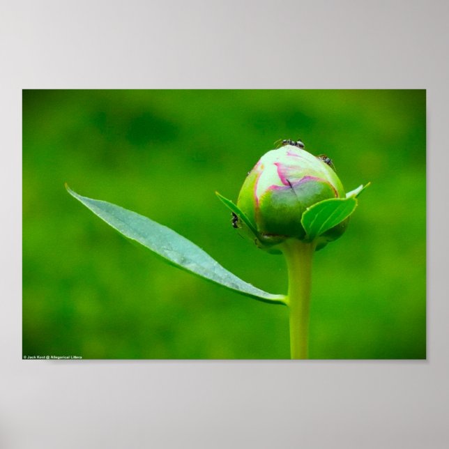Peony, Poster (Vorne)