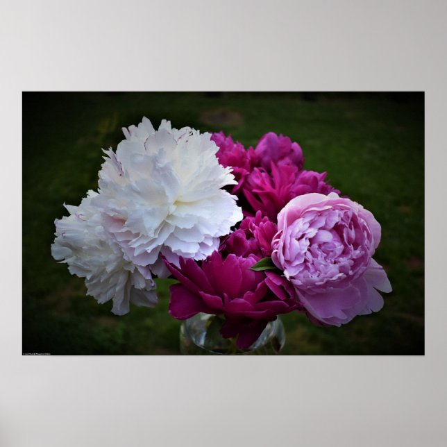 Peony, Poster (Vorne)