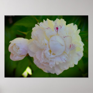 Peony, Poster