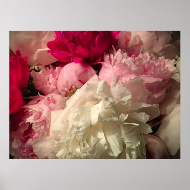 Peony, Poster (Vorne)