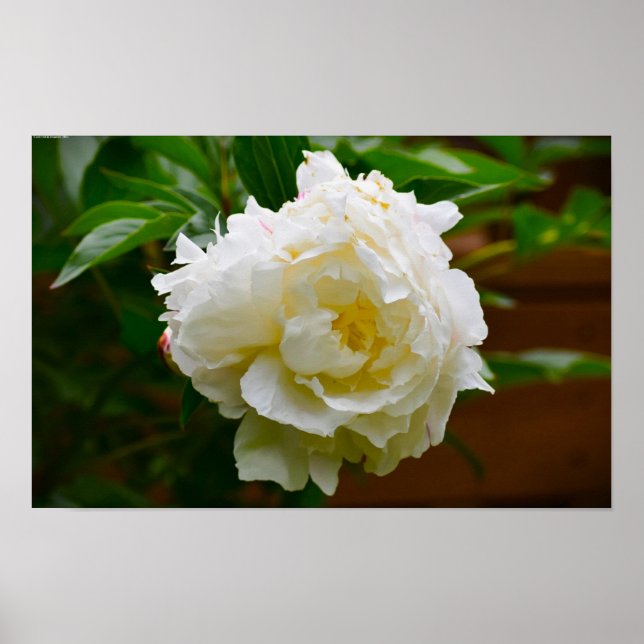 Peony, Poster (Vorne)