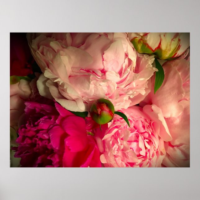 Peony, Poster (Vorne)