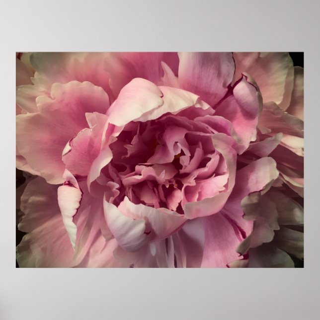 Peony, Poster (Vorne)