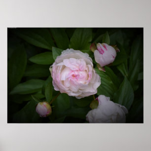 Peony, Poster
