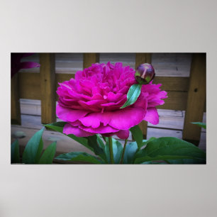 Peony, Poster