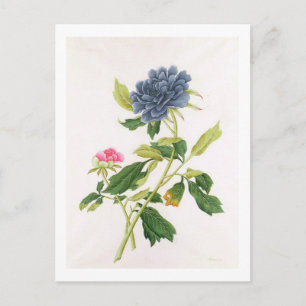 Peony Postkarte