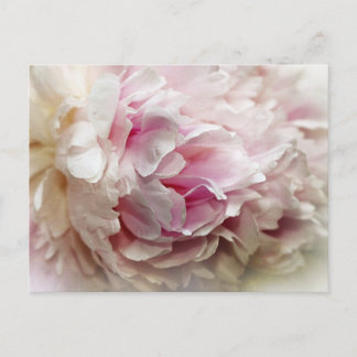 Peony Postkarte