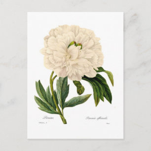Peony Postkarte
