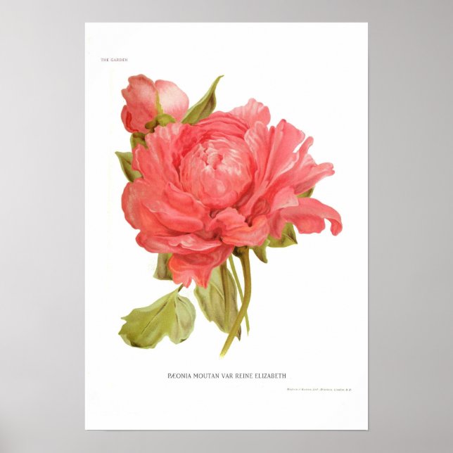 Peony 'Reine Elizabeth' Poster (Vorne)