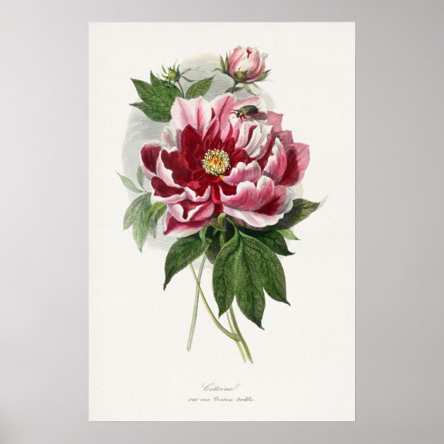 Peony Rose Vintage botanische Wandkunst Poster (Vorne)