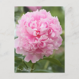 Peony "Sarah Bernhardt":Postcard Postkarte