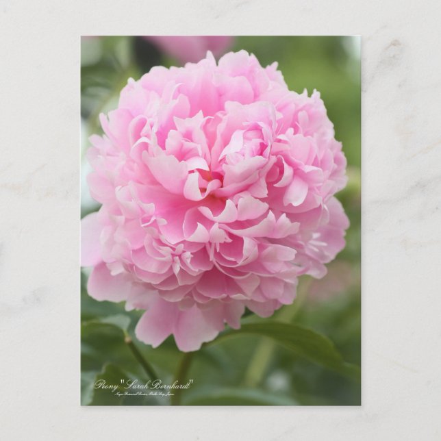 Peony "Sarah Bernhardt":Postcard Postkarte (Vorderseite)