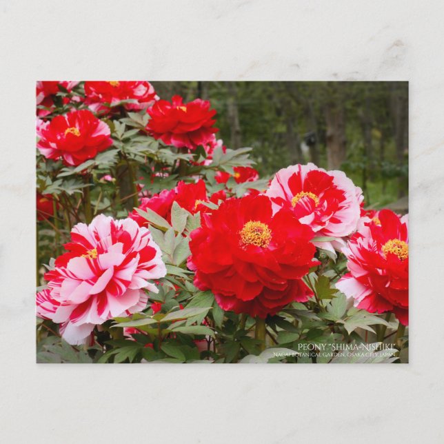 Peony "Shima-Nishiki":Postcard Postkarte (Vorderseite)