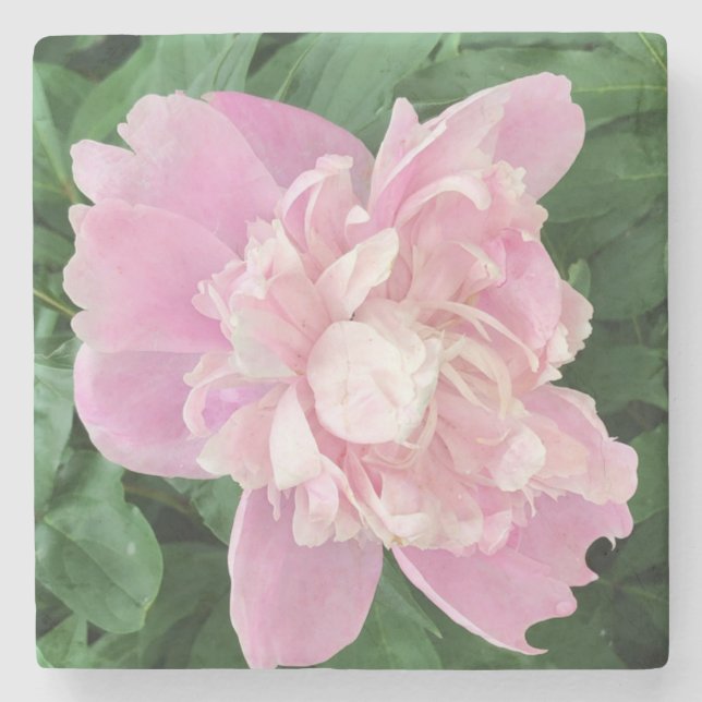 Peony Stone Untersetzer (Vorderseite)