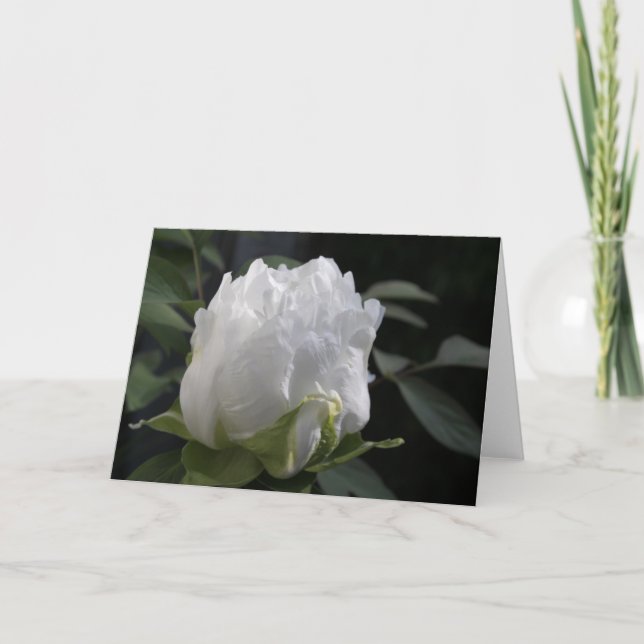 Peony-Taste am Morgen Blumenfotografie Karte (Vorderseite)