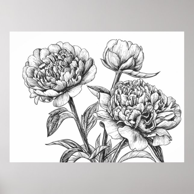 Peony Tinte zeichnend Poster (Vorne)