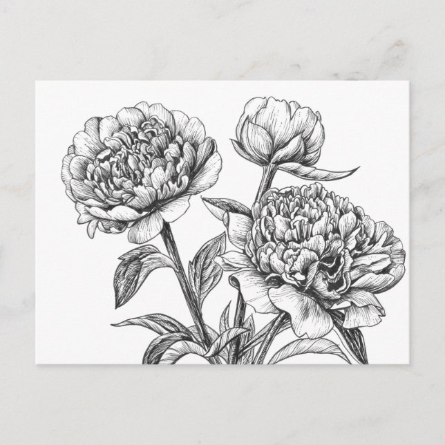 Peony Tinte zeichnend Postkarte (Vorderseite)