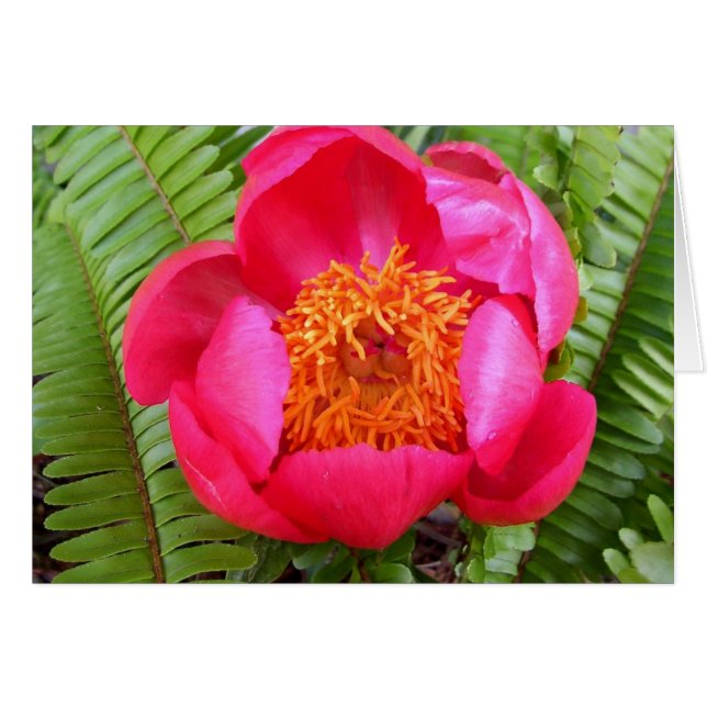 Peony und Ferns (Vorderseite (Horizontal))