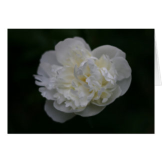 "Peony" von Larry Coressel