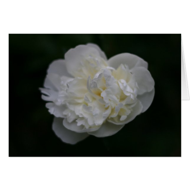 "Peony" von Larry Coressel (Vorderseite (Horizontal))
