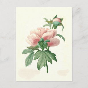 Peony von Pierre-Joseph Redouté Postkarte