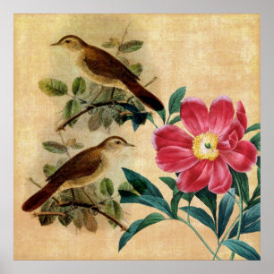 Peony with Nightingales Poster