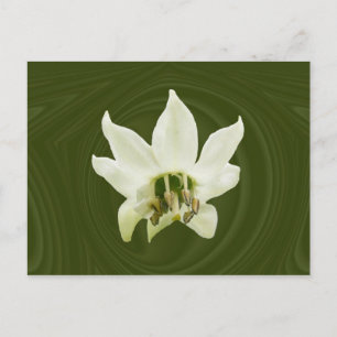 Pepper-Blume abstrakt ~ Postkarte