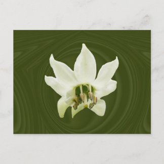 Pepper-Blume abstrakt ~ Postkarte