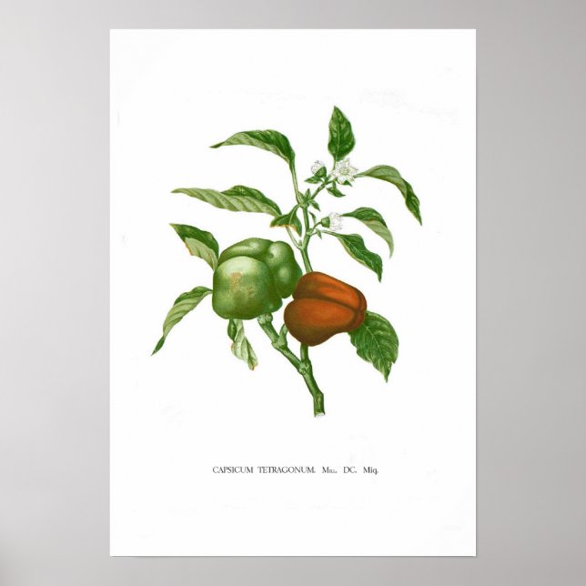 Pepper Poster (Vorne)