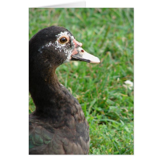 Pepper the Muscovy (Vorne)