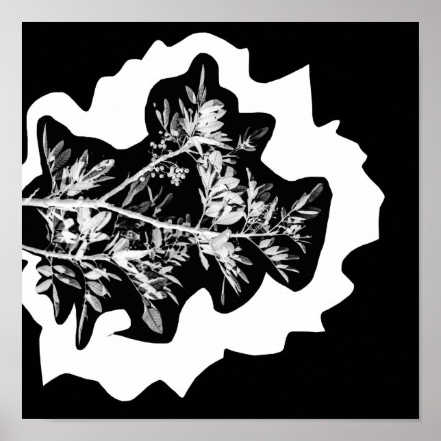 Pepper Tree Blume Blätter Nature Poster (Vorne)