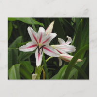 Peppermint Crinum Lido Postkarte