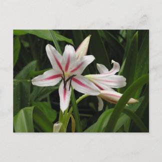 Peppermint Crinum Lido Postkarte
