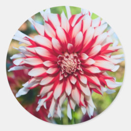 Peppermint Dahlia Sticker