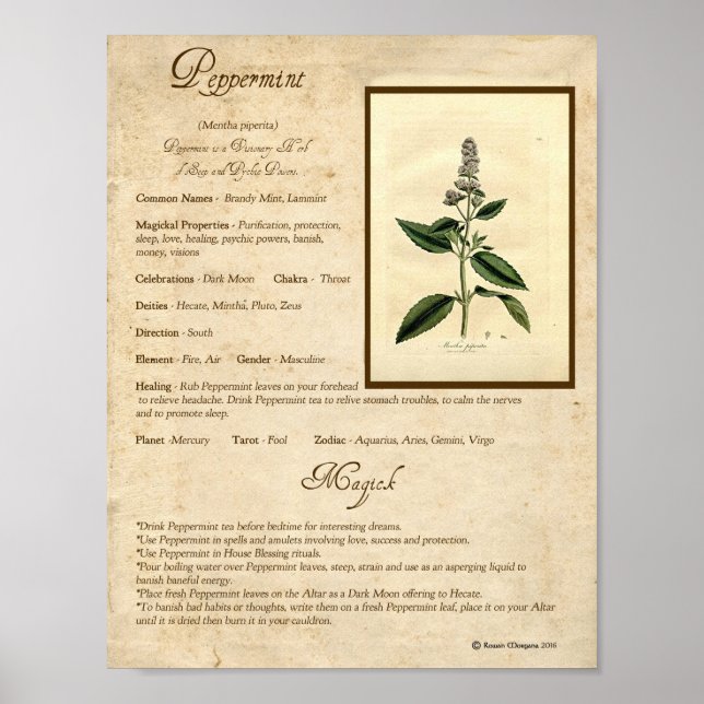 PEPPERMINT MAGICK HERB POSTER (Vorne)