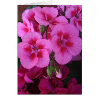Peppermint Pink Geranium 2